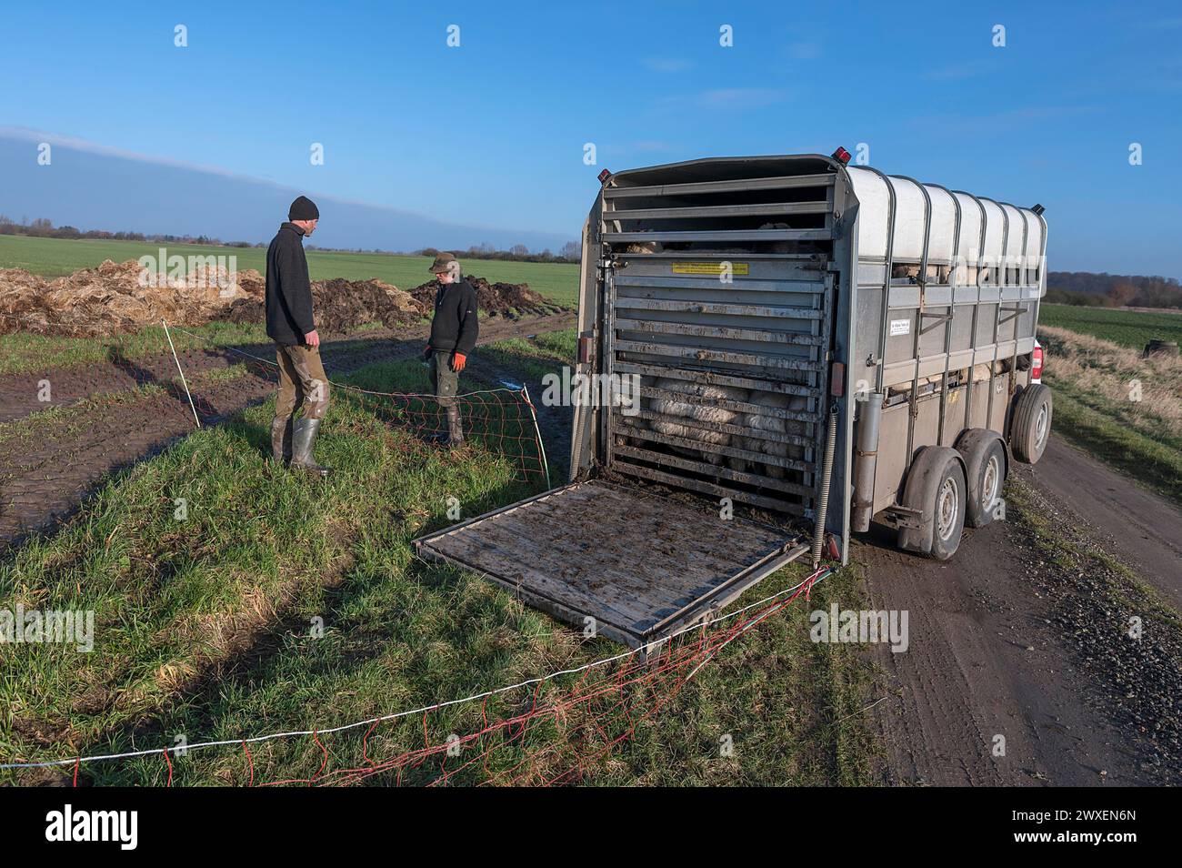 Pastor en un remolque de ganado de dos pisos completamente cargado, Mecklemburgo-Pomerania Occidental, Alemania Foto de stock