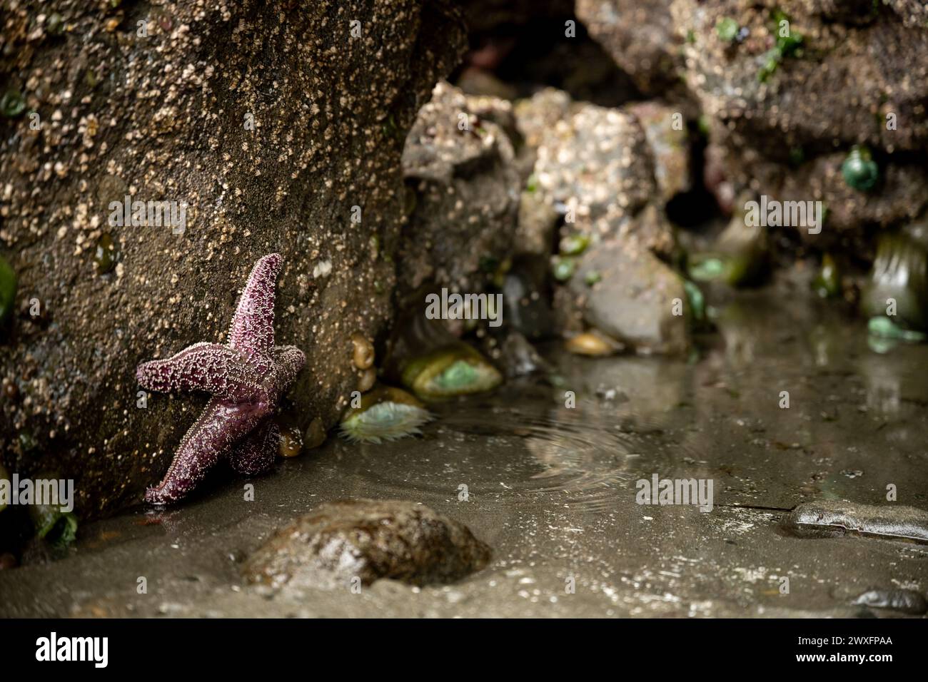 Una sola estrella del mar de Ochre se aferra a la roca en la marea baja a lo largo de la costa de Oregón Foto de stock