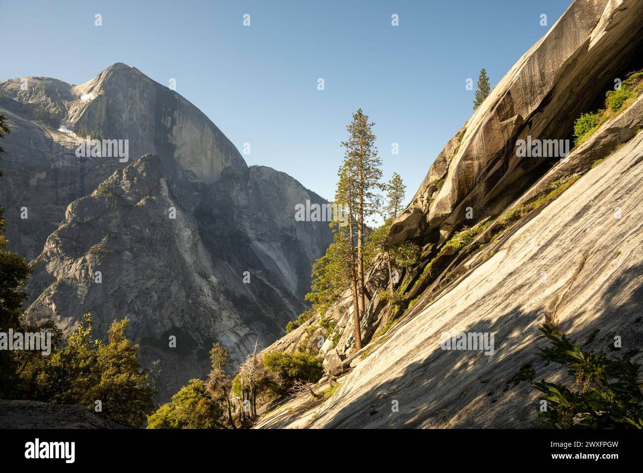 Pequeños pinos crecen del granito cubierto por el sol debajo de la mitad de la cúpula en Yosemite Foto de stock