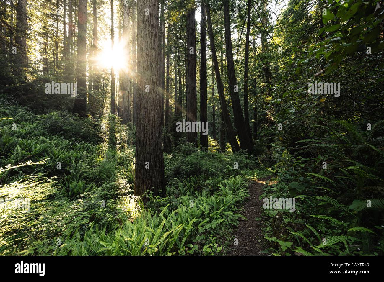 Sunburst a través del bosque espeso y oscuro del Parque Nacional Redwood Foto de stock