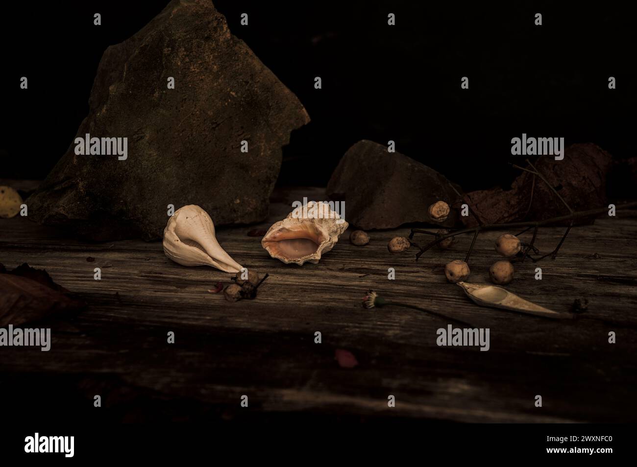 Fotografía de naturaleza muerta marina con conchas Foto de stock