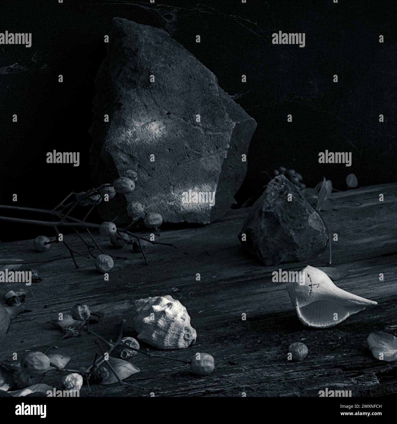 Fotografía de naturaleza muerta marina con conchas Foto de stock