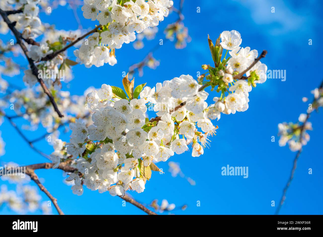 Flor de cerezo de primavera florece contra un cielo azul en el día festivo de abril, Pascua 2024 Foto de stock