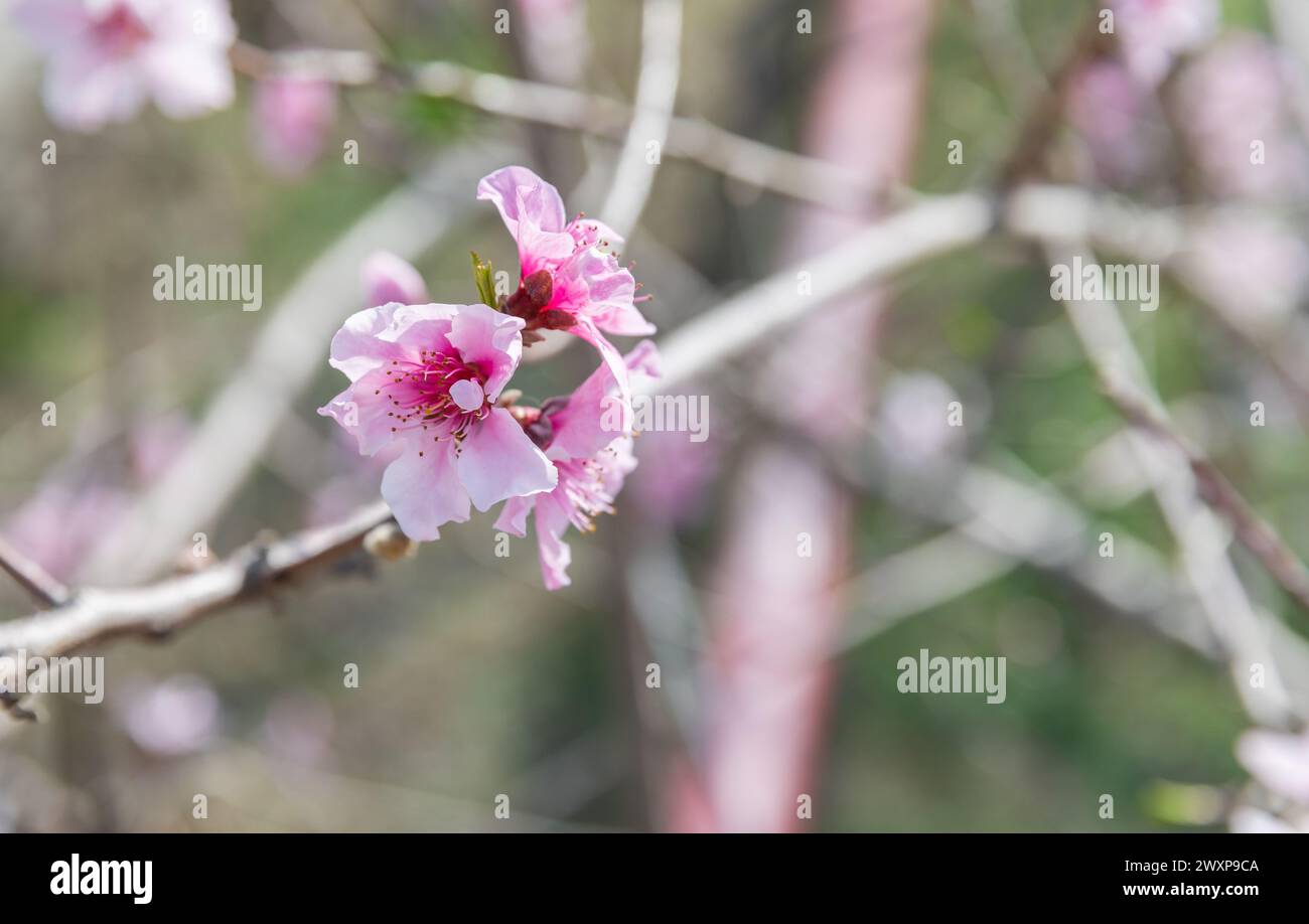 Flores de melocotón en un día soleado, foto macro con enfoque suave selectivo Foto de stock