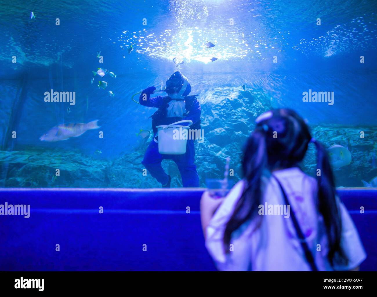 Una niña mira a un buceador tailandés alimentando a varios peces para celebrar la apertura del Zoo Aquarium de Chiang Mai, en Chiang Mai. El acuario del zoológico de Chiang Mai hay un túnel subterráneo en el edificio que es un túnel de agua dulce y un túnel de mar y está conectado entre sí por camino de auto-caminar y es el más largo en el sudeste de Asia y la longitud total es de 133 metros. La longitud del túnel de mar es de 66,5 metros y el túnel de agua dulce es de 66,5 metros. El acuario zoológico de Chiang Mai reabrió sus puertas a los turistas el 1 de abril después de más de un año de renovación, se hizo una inversión de casi 30 millones de baht para reacondicionar Foto de stock