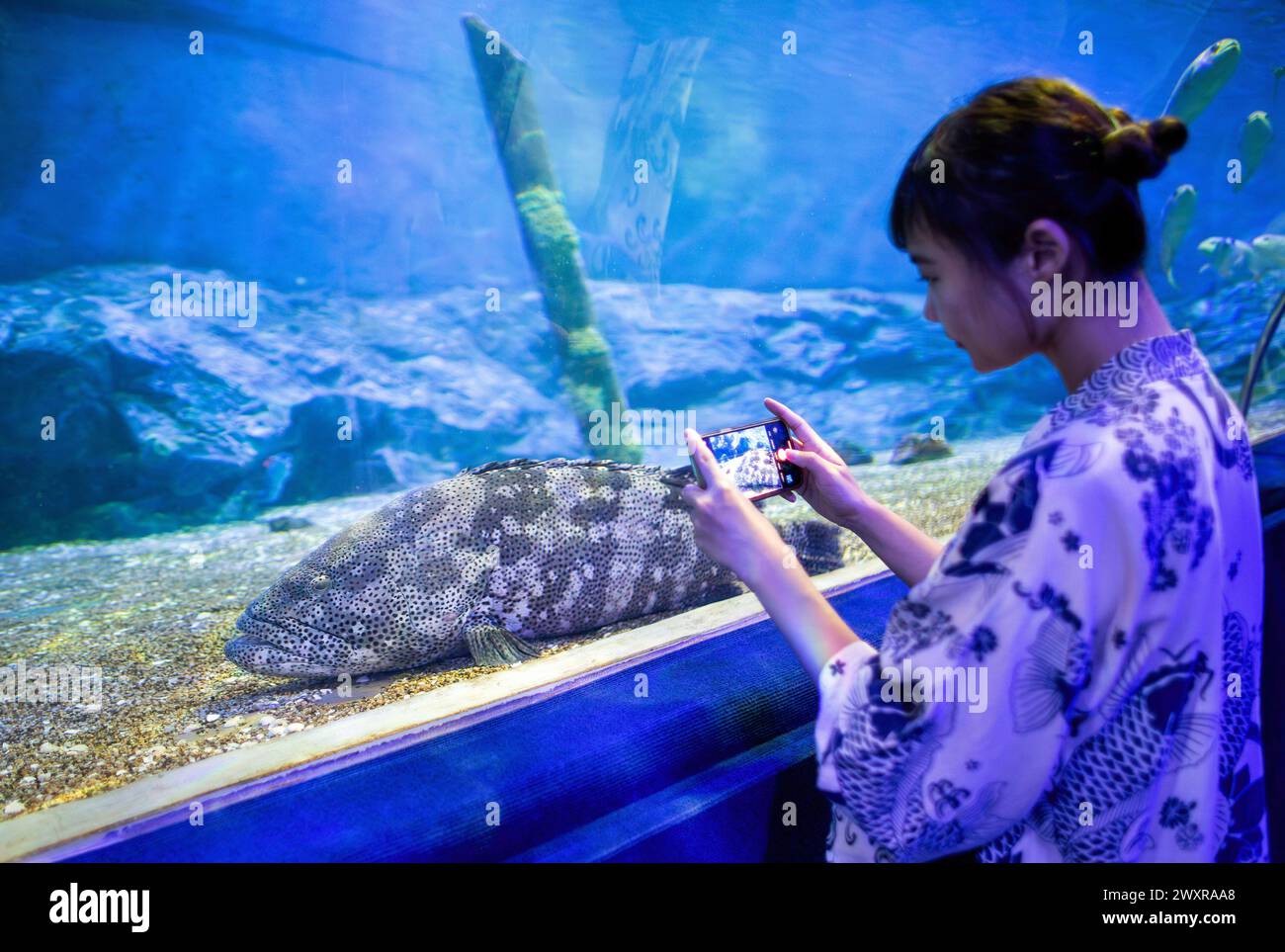 Un visitante toma una foto de un pez en el zoológico acuario de Chiang Mai, en Chiang Mai. El acuario del zoológico de Chiang Mai hay un túnel subterráneo en el edificio que es un túnel de agua dulce y un túnel de mar y está conectado entre sí por camino de auto-caminar y es el más largo en el sudeste de Asia y la longitud total es de 133 metros. La longitud del túnel de mar es de 66,5 metros y el túnel de agua dulce es de 66,5 metros. El acuario zoológico de Chiang Mai reabrió sus puertas a los turistas el 1 de abril después de más de un año de renovación, se realizó una inversión de casi 30 millones de baht para reformar tanto el exterior como el interior del edificio. El Foto de stock