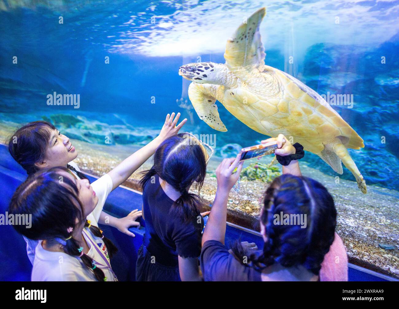 Los visitantes ven nadar a una tortuga marina en el zoológico acuario de Chiang Mai, en Chiang Mai. El acuario del zoológico de Chiang Mai hay un túnel subterráneo en el edificio que es un túnel de agua dulce y un túnel de mar y está conectado entre sí por camino de auto-caminar y es el más largo en el sudeste de Asia y la longitud total es de 133 metros. La longitud del túnel de mar es de 66,5 metros y el túnel de agua dulce es de 66,5 metros. El acuario zoológico de Chiang Mai reabrió sus puertas a los turistas el 1 de abril después de más de un año de renovación, se realizó una inversión de casi 30 millones de baht para reformar tanto el exterior como el interior del edificio. La A Foto de stock