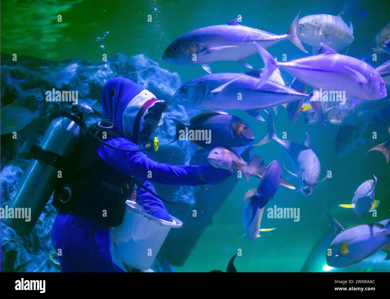 Un buceador tailandés disfrazado de tiburón alimenta a varios peces para celebrar la apertura del acuario zoológico de Chiang Mai, en Chiang Mai. El acuario del zoológico de Chiang Mai hay un túnel subterráneo en el edificio que es un túnel de agua dulce y un túnel de mar y está conectado entre sí por camino de auto-caminar y es el más largo en el sudeste de Asia y la longitud total es de 133 metros. La longitud del túnel de mar es de 66,5 metros y el túnel de agua dulce es de 66,5 metros. El acuario zoológico de Chiang Mai reabrió sus puertas a los turistas el 1 de abril después de más de un año de renovación, se hizo una inversión de casi 30 millones de baht para los refurbis Foto de stock