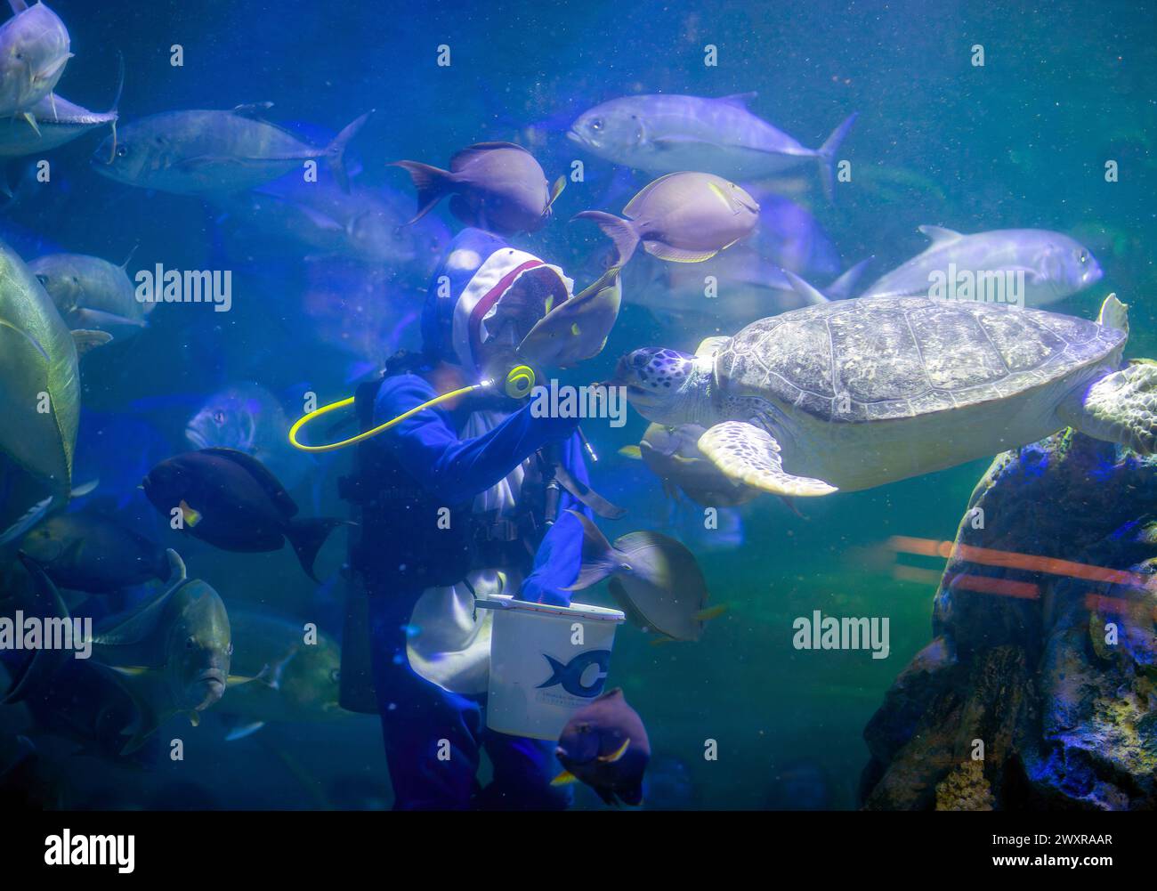 Un buceador tailandés disfrazado de tiburón alimenta a varios peces para celebrar la apertura del acuario zoológico de Chiang Mai, en Chiang Mai. El acuario del zoológico de Chiang Mai hay un túnel subterráneo en el edificio que es un túnel de agua dulce y un túnel de mar y está conectado entre sí por camino de auto-caminar y es el más largo en el sudeste de Asia y la longitud total es de 133 metros. La longitud del túnel de mar es de 66,5 metros y el túnel de agua dulce es de 66,5 metros. El acuario zoológico de Chiang Mai reabrió sus puertas a los turistas el 1 de abril después de más de un año de renovación, se hizo una inversión de casi 30 millones de baht para los refurbis Foto de stock