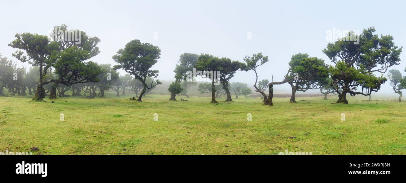 El mágico bosque de hadas de Fanal, Madeira en un día brumoso, un paisaje tranquilo con hermosos árboles de laurel antiguos, Reserva Natural Laurissilva, Madei Foto de stock