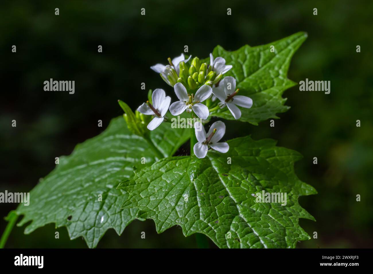 Flores de mostaza de ajo Alliaria petiolata cerca. Alliaria petiolata, o mostaza de ajo, es una planta de floración bienal de la familia de la mostaza Brassic Foto de stock