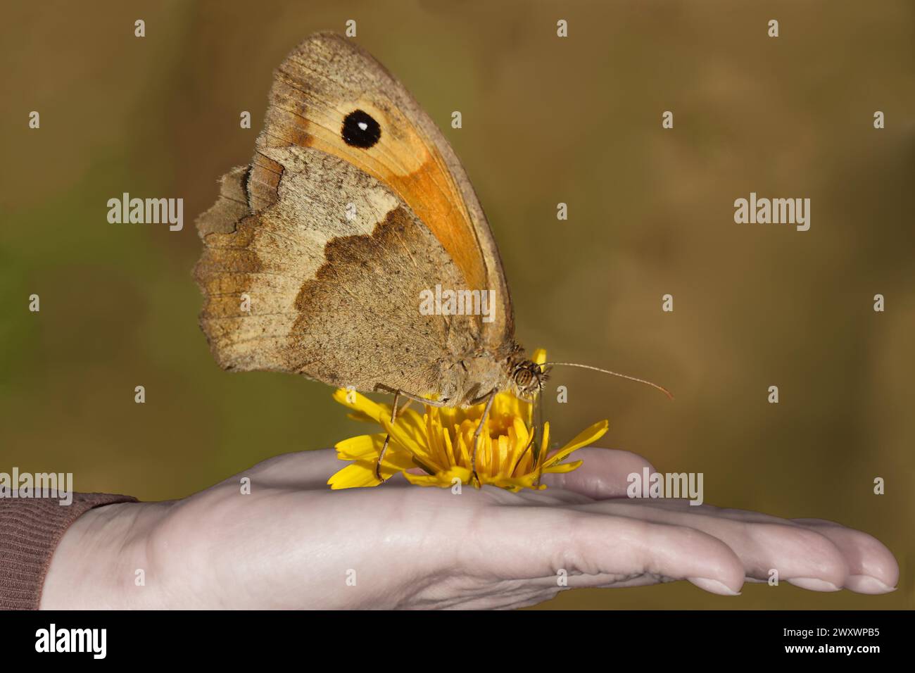 Mariposa sobre mujer mano cerca, macro Foto de stock