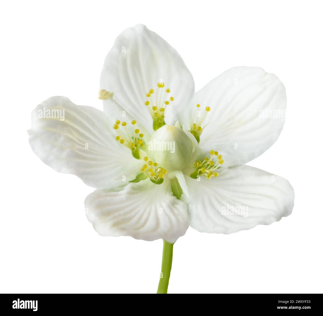 Hierba de pantano de la flor de Parnaso aislada sobre fondo blanco Foto de stock