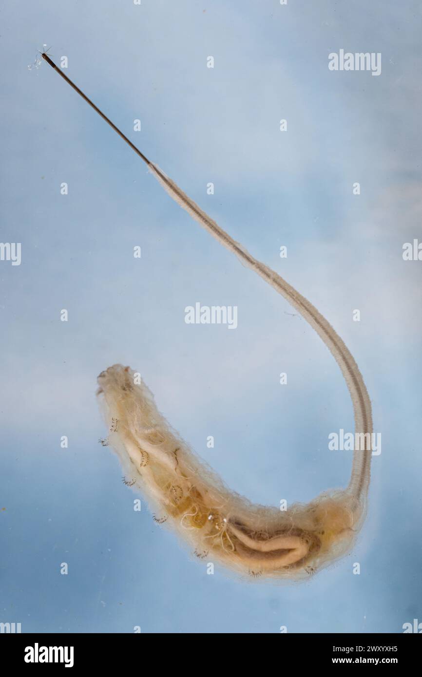 Vuelo de dron, Mago de cola de ratón (Eristalis tenax), Mago de cola de rata, Alemania Foto de stock