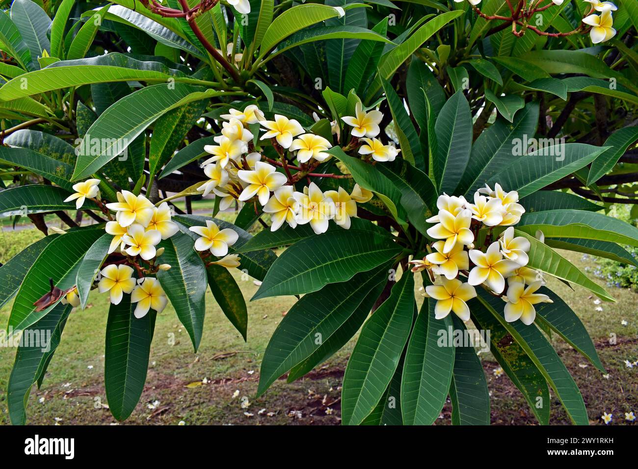 Flores blancas y amarillas de frangipani (Plumeria obtusa) en jardín tropical Foto de stock