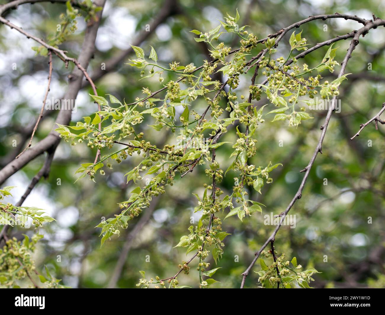 Arándano común, nettletree, sugarberry, Amerikanischer Zürgelbaum, micocoulier occidental, Celtis occidentalis, nyugati ostorfa, Hungría, Europa Foto de stock