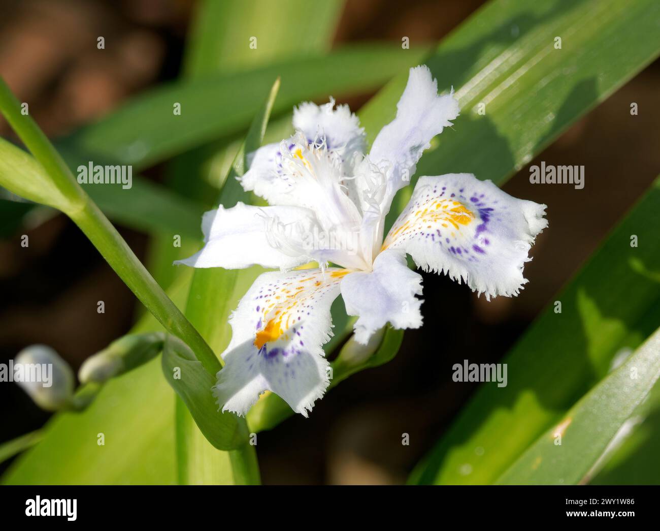 Iris con flecos, shaga, flor de mariposa, iris du japon, iris japonica, rojtos irisz, Hungría, Magyarország, Europa Foto de stock
