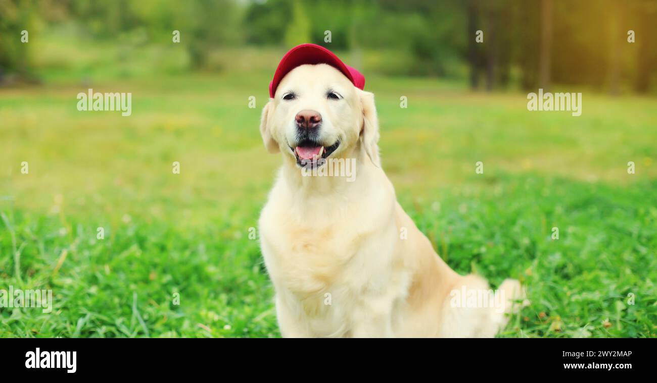 Retrato del perro Golden Retriever en gorra de béisbol roja sentado en hierba verde en parque de verano Foto de stock