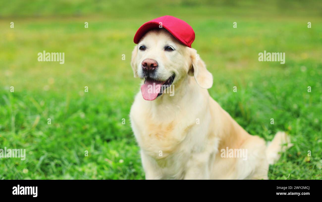 Retrato del perro Golden Retriever en gorra de béisbol roja sentado en hierba verde en parque de verano Foto de stock