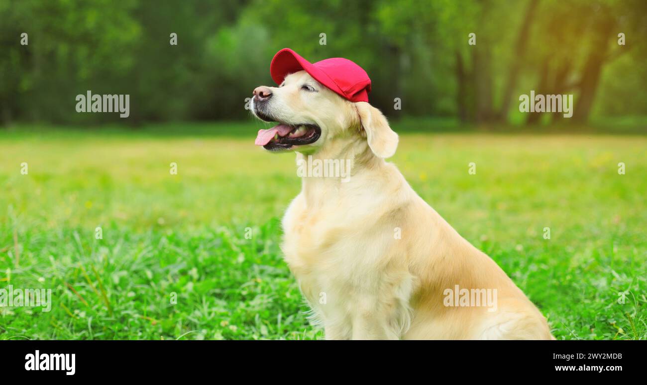 Retrato del perro Golden Retriever en gorra de béisbol roja sentado en hierba verde en parque de verano Foto de stock