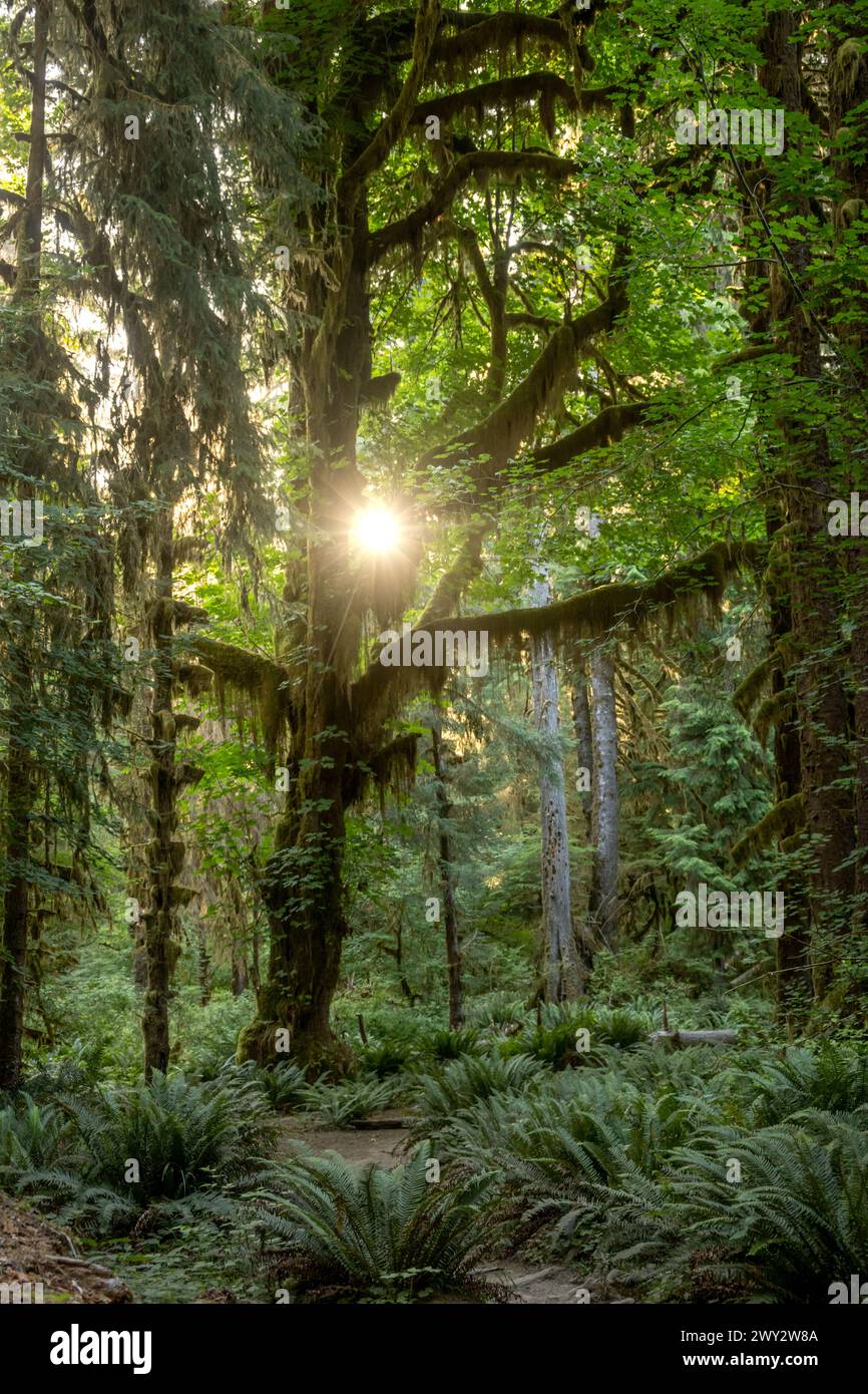 El sol brillante estalló a través de las ramas del árbol cubierto Mossy en la selva olímpica Foto de stock