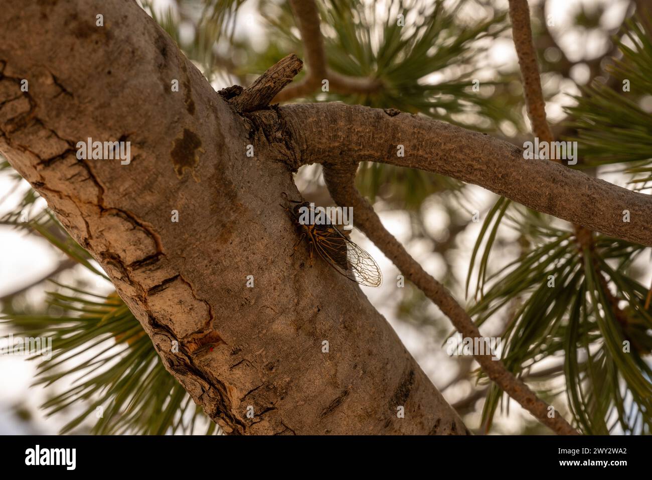 La cicada descansa sobre la extremidad del pino de Piñon en el cañón de Bryce Foto de stock