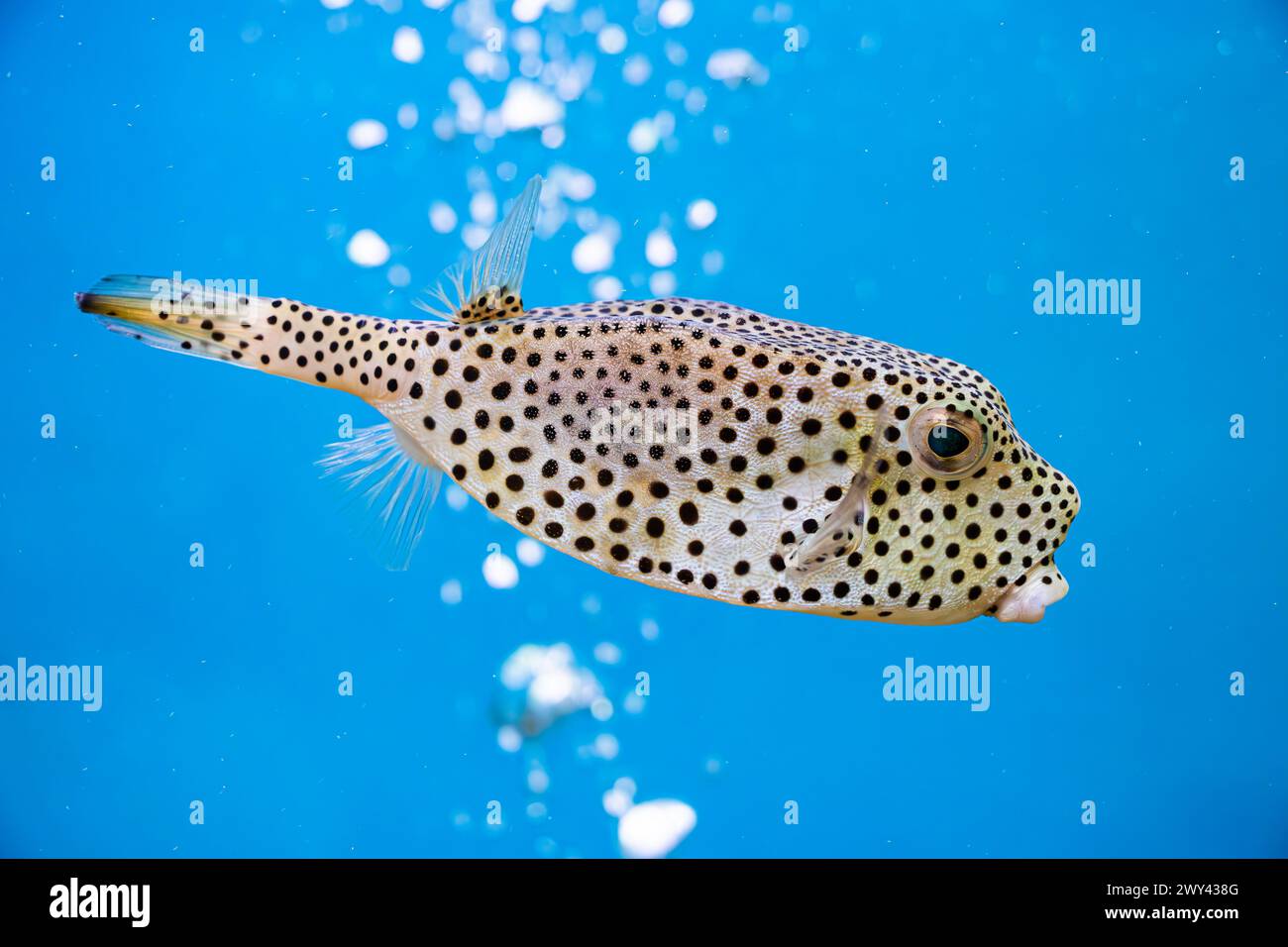 Pez Boxfish (Ostracion rhinorhynchos)/ Trunkfish, un pez marino tropical (familia Ostraciidae), región del Indo-Pacífico Foto de stock