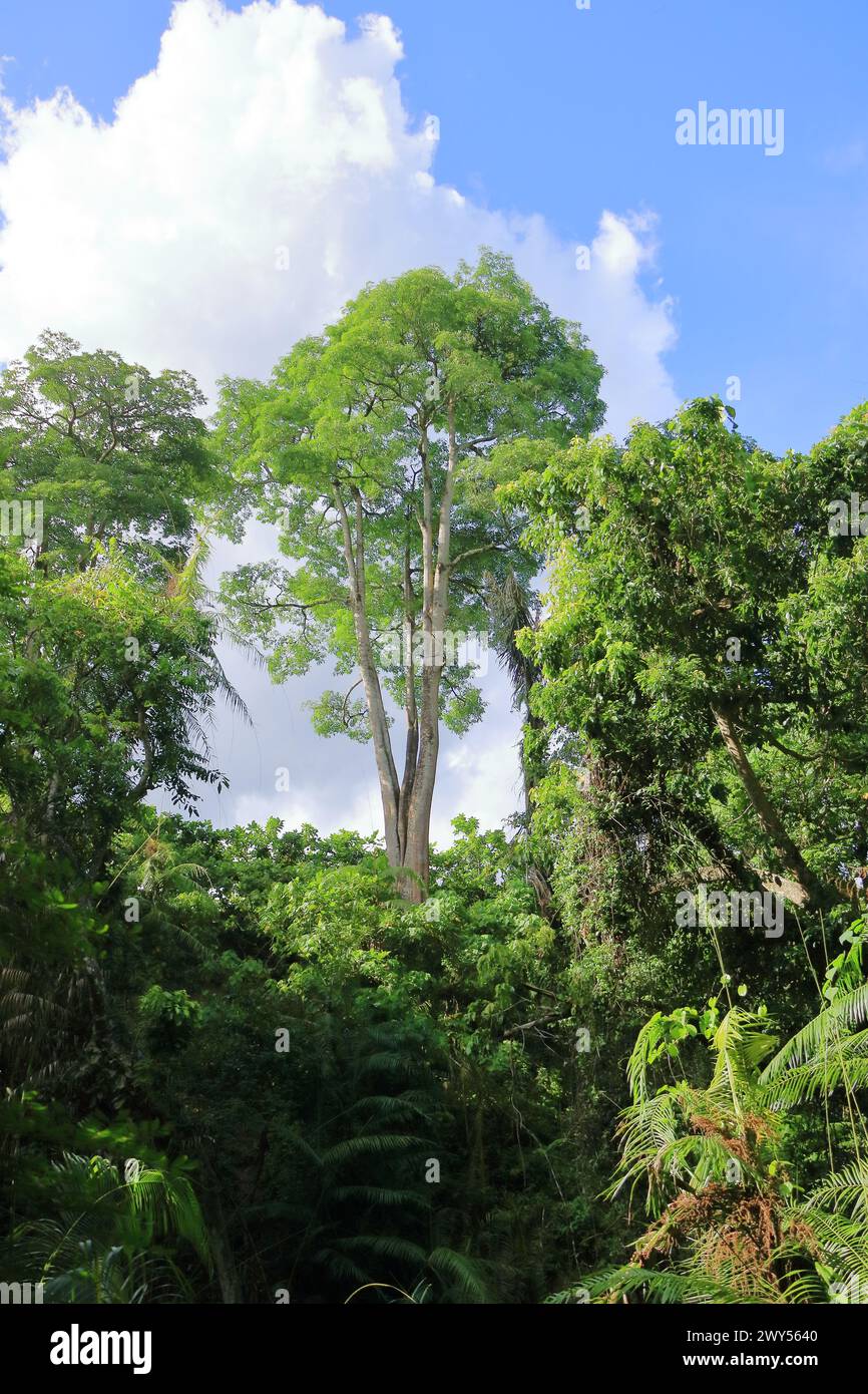 Árboles en el famoso puente del dragón en el Santuario del Bosque de Monos en Ubud, Bali, Indonesia Foto de stock