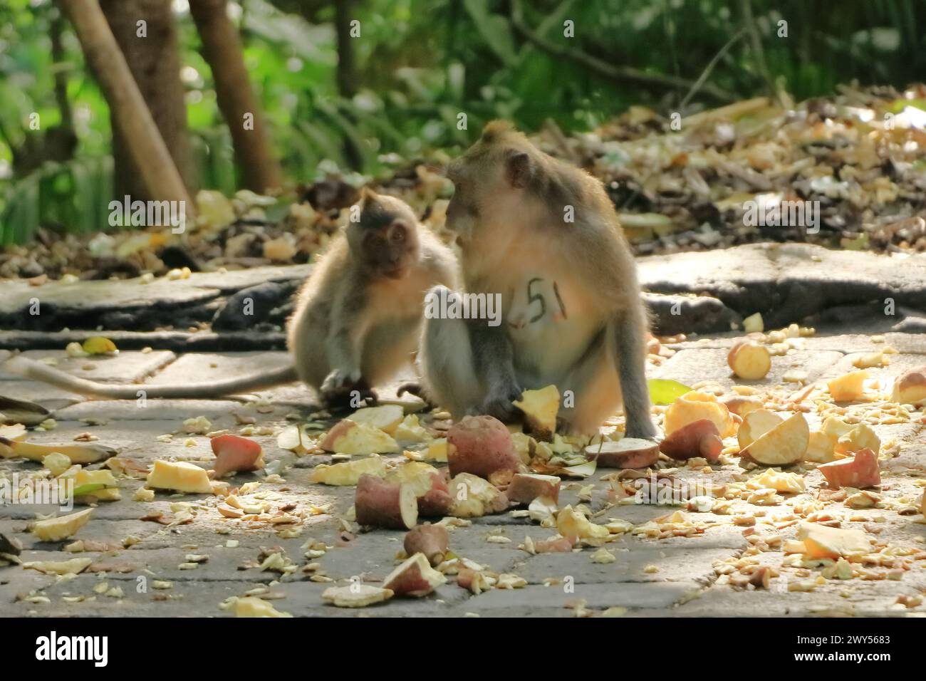 Macacos de cola larga (Macaca fascicularis) en el Bosque Sagrado de Monos, Ubud, Indonesia Foto de stock