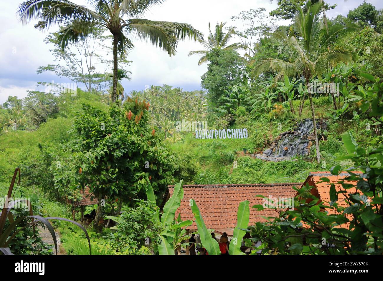 Una selva de palmeras en el tropical Ubud, Bali, Indonesia Foto de stock