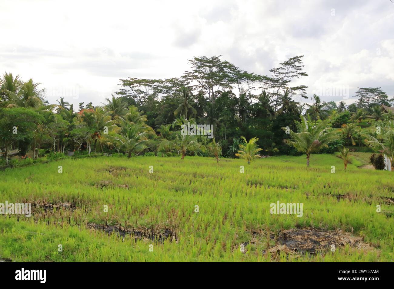 Campo de terraza de arroz verde en Bali en Indonesia Foto de stock