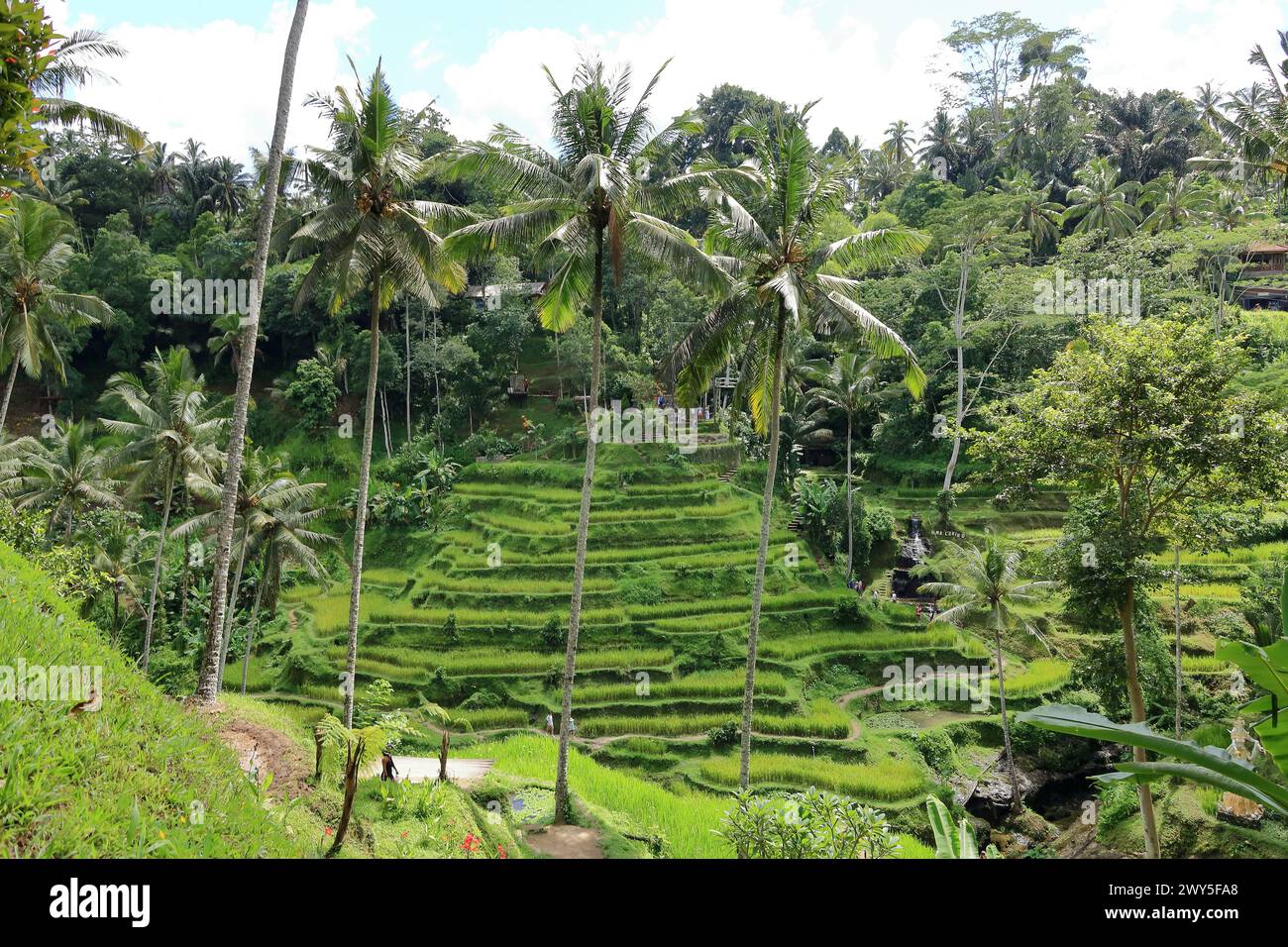 Tegallalang, Bali en Indonesia - 31 de enero de 2024: La gente disfruta de las hermosas terrazas de arroz cerca del pueblo Foto de stock