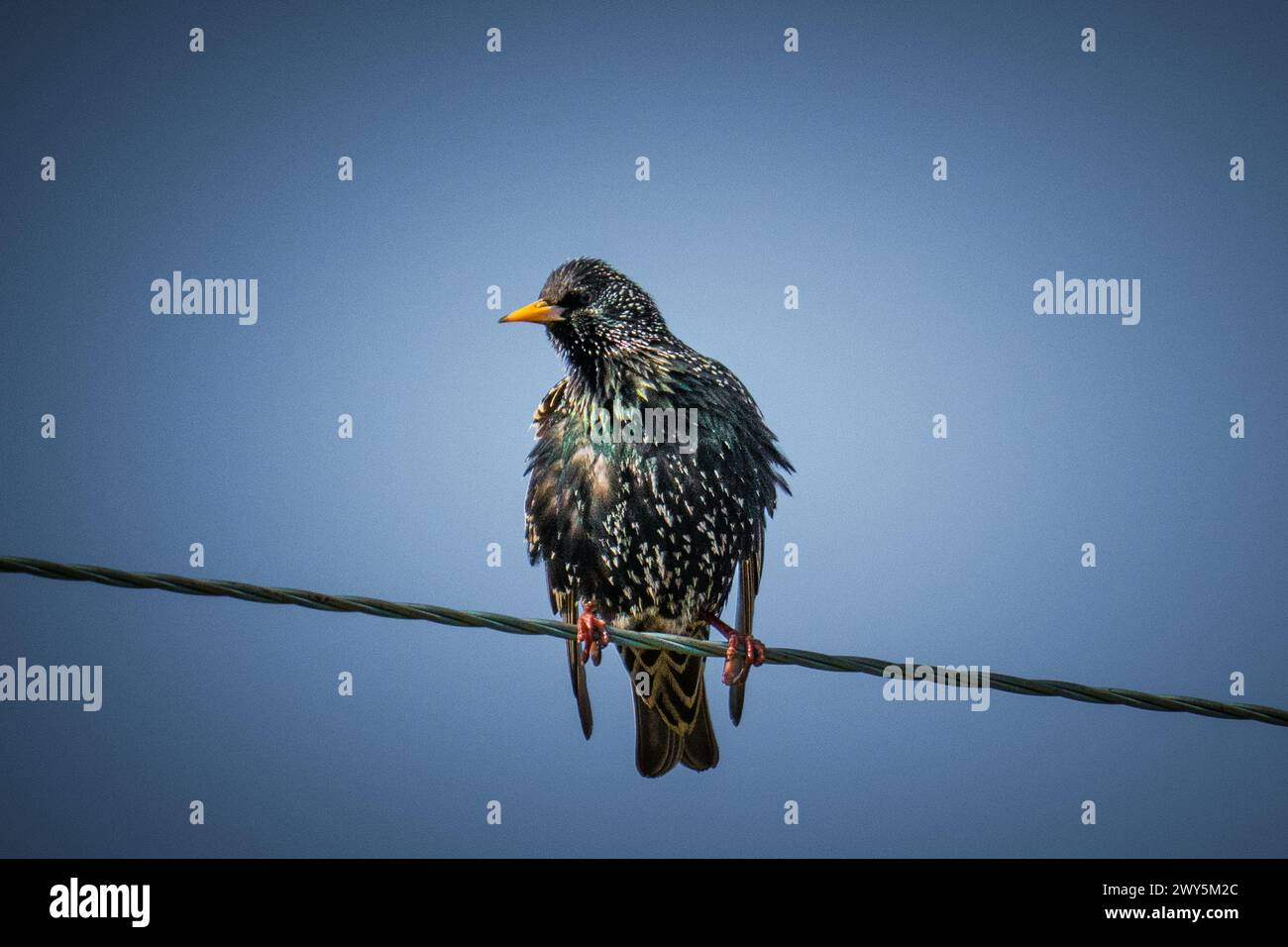 Starling sentado en un alambre, Kilchoan, Ardnamurchan Foto de stock