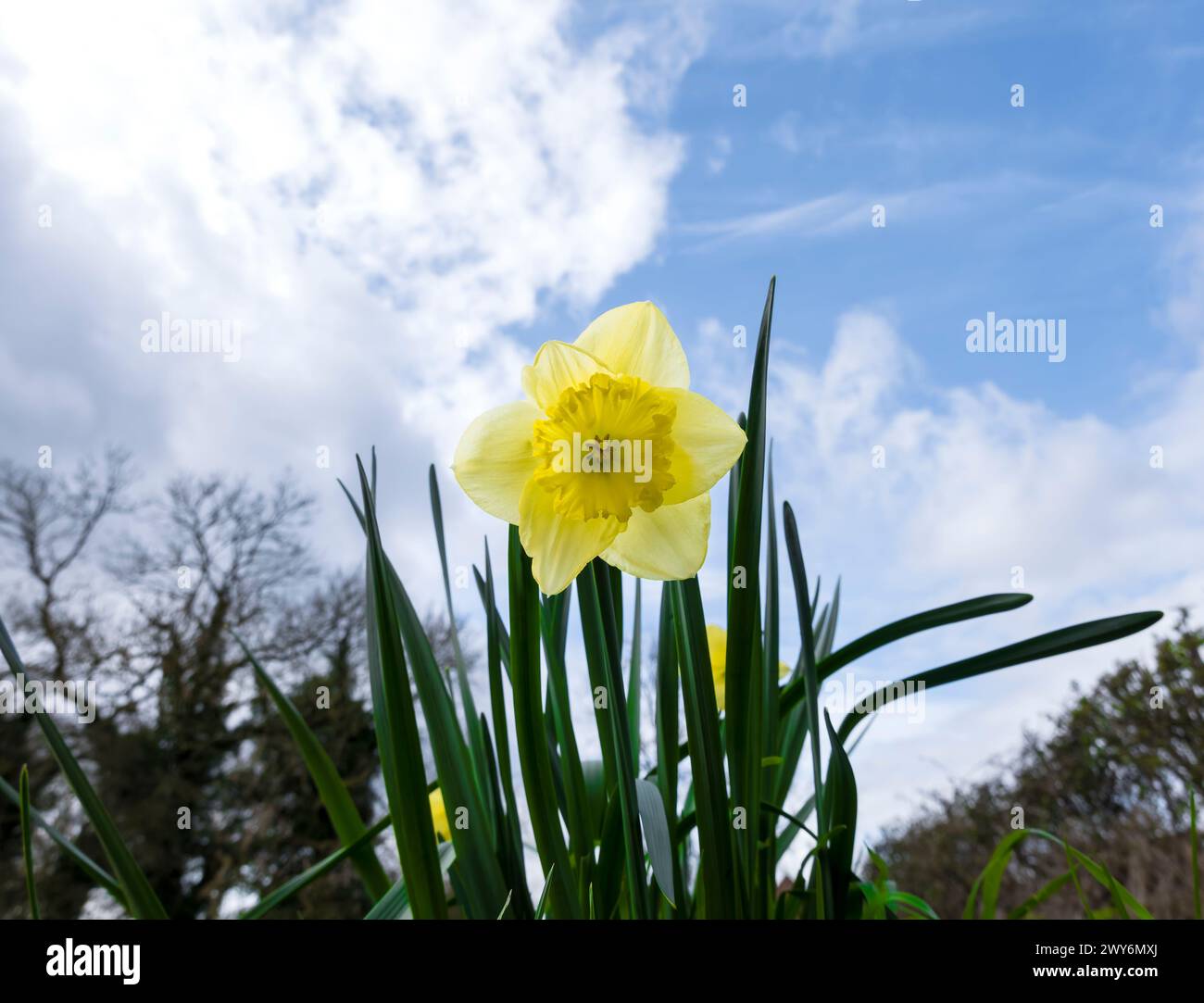 Vista de bajo nivel de Daffodil creciendo salvaje Foto de stock
