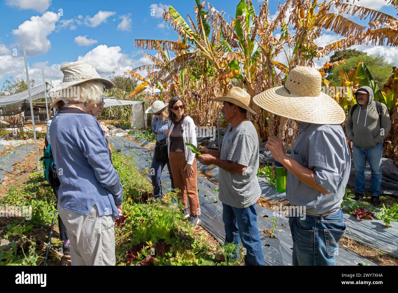 San Pablo Huitzo, Oaxaca, México - Los agricultores son parte de una cooperativa que utiliza principios agroecológicos. Evitan los pesticidas y otros químicos, a Foto de stock