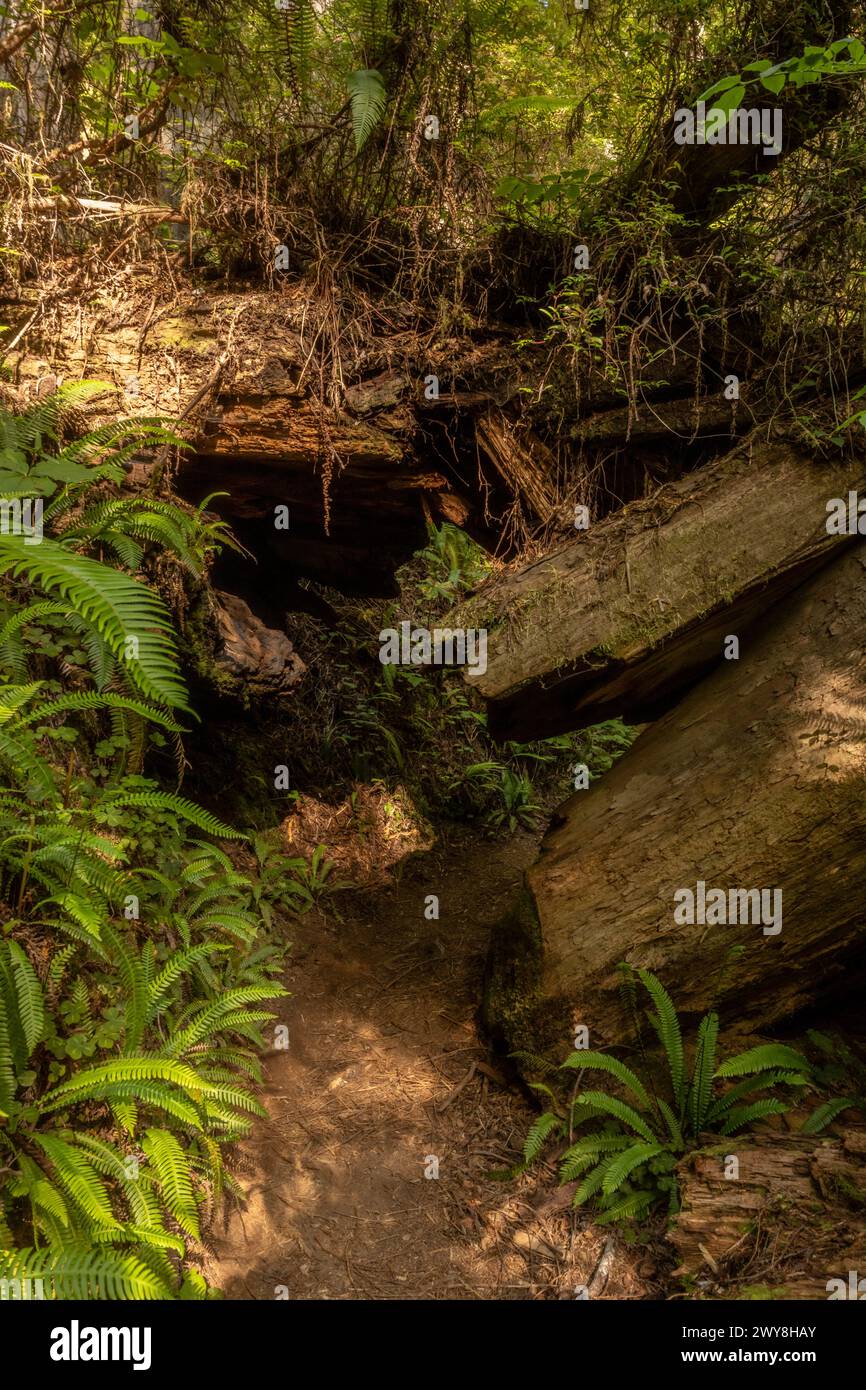 El tronco del árbol caído de la capucha crea Un túnel a través del bosque en el día soleado Foto de stock