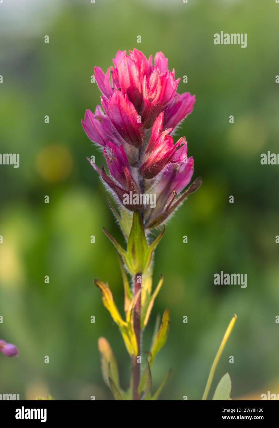 Textura difusa en rosa pincel florece en el Parque Nacional Monte Rainier Foto de stock