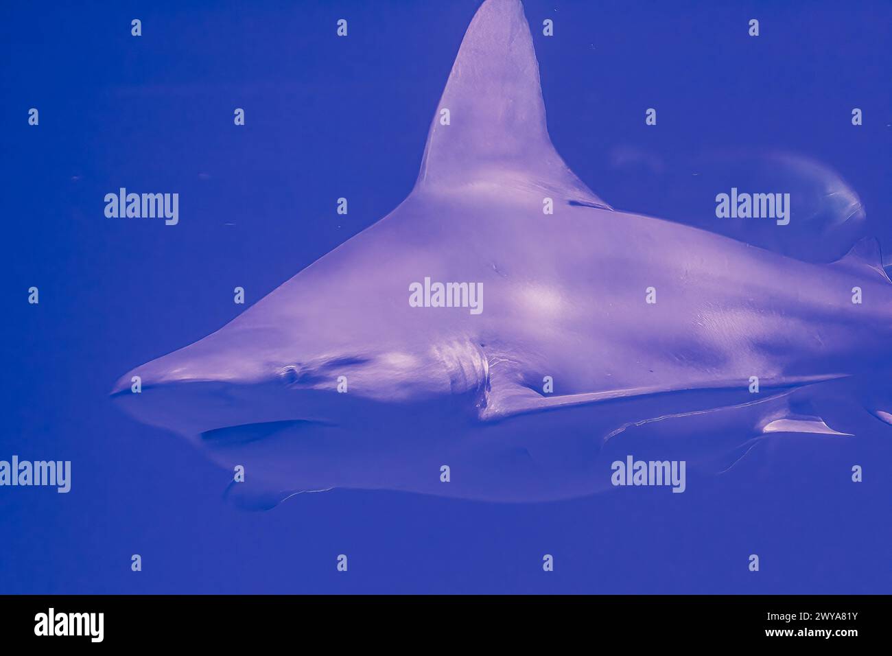 Encuentro de tiburones subacuáticos: Cautivadora vida silvestre marina Foto de stock