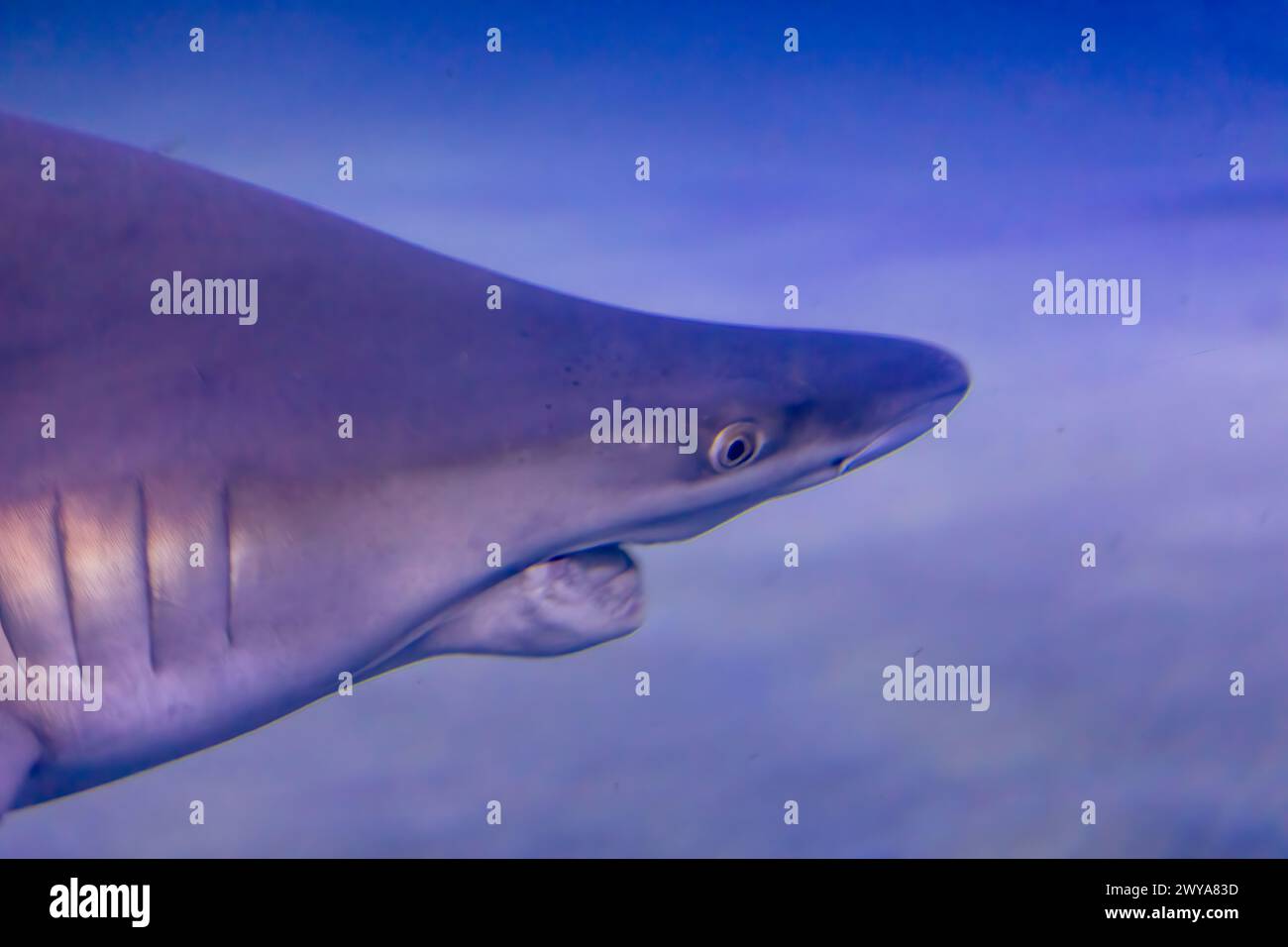Encuentro de tiburones subacuáticos: Cautivadora vida silvestre marina Foto de stock