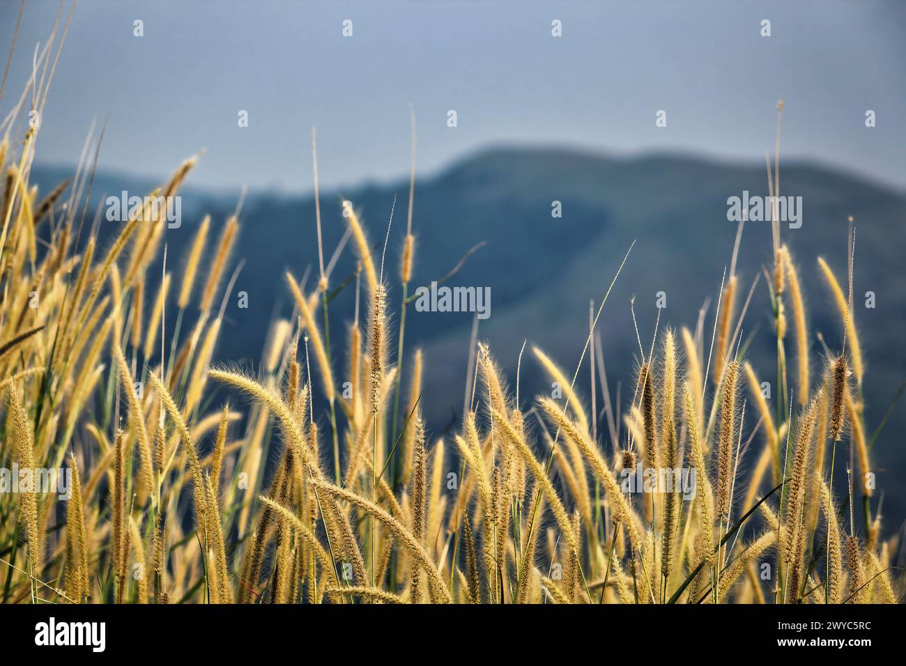 El zorro amarillo en un prado sereno con un telón de fondo de montaña Foto de stock