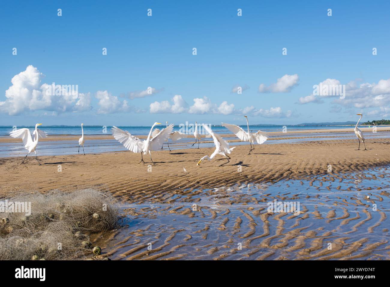 Garzas blancas en el borde de una playa. Pájaro marino en busca de comida. Animales salvajes. Foto de stock
