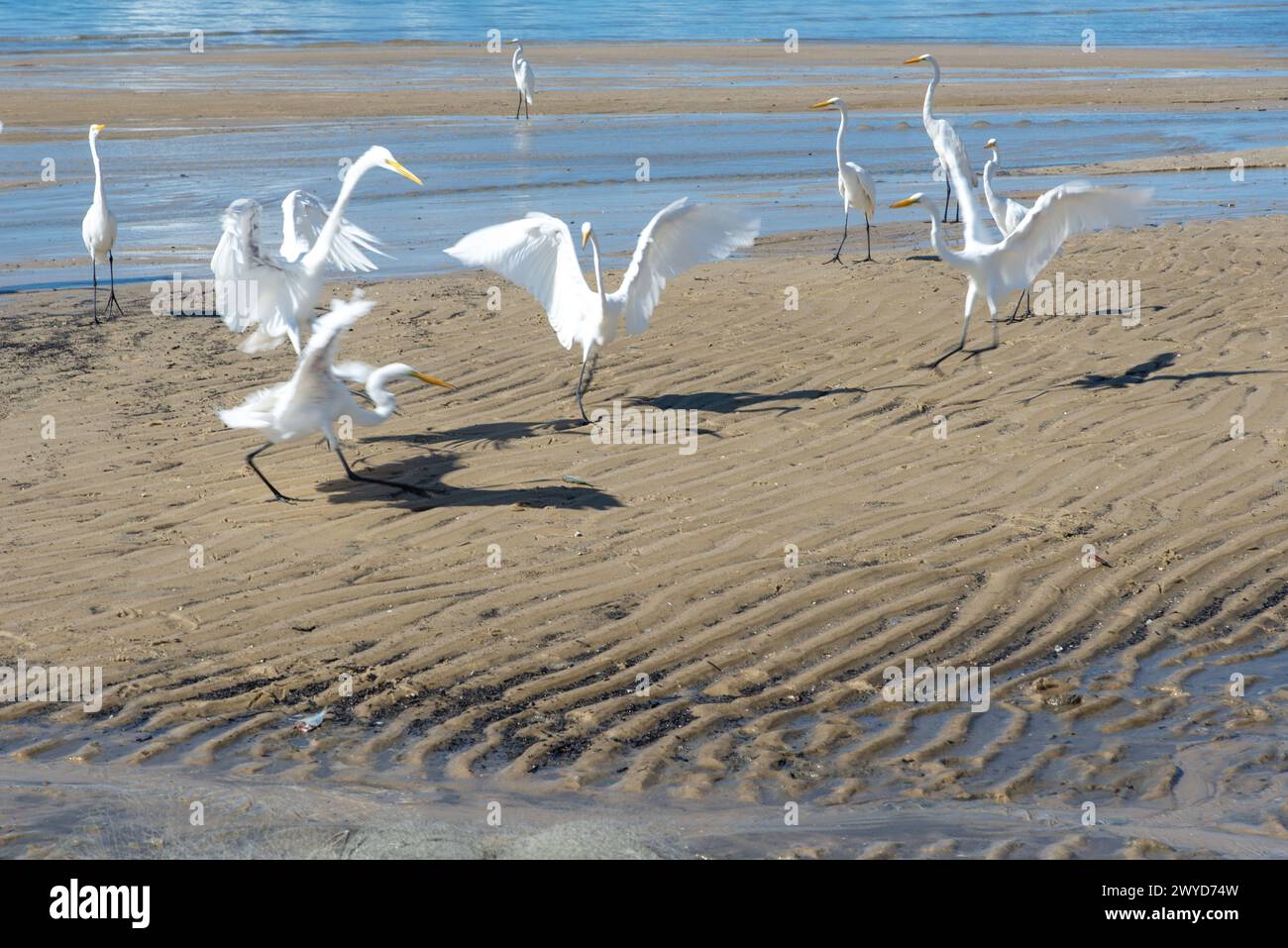 Garzas en el borde de una playa en busca de comida. Aves marinas. Animales salvajes. Foto de stock