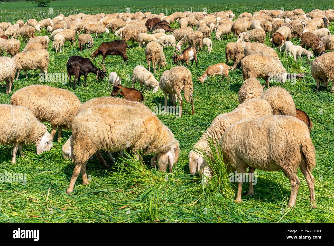 Rebaño de ovejas y cabras pastando en prado verde de primavera en el valle del Po en la provincia de Cuneo, Italia Foto de stock
