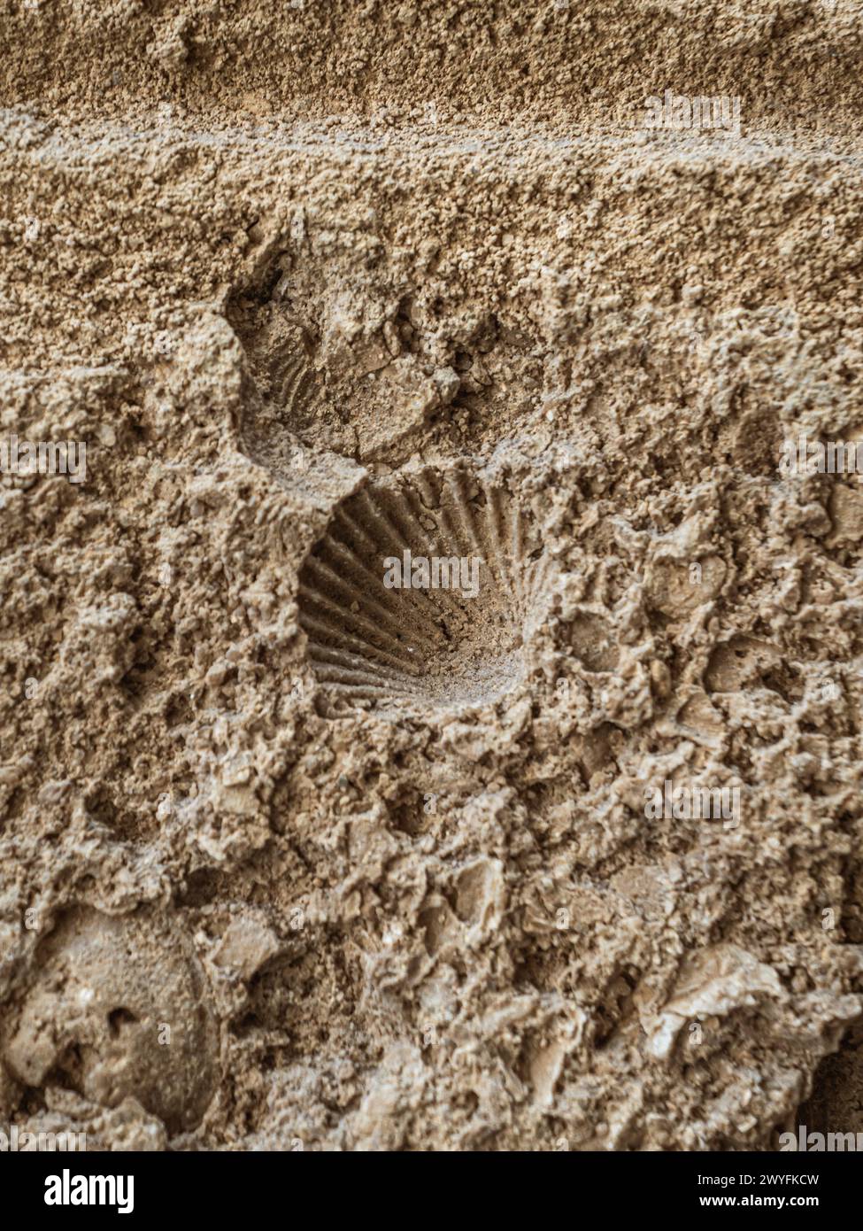 Impresión de una concha marina de almeja en piedra arenisca texturizada, fósil antiguo, pared en Cádiz, España Foto de stock