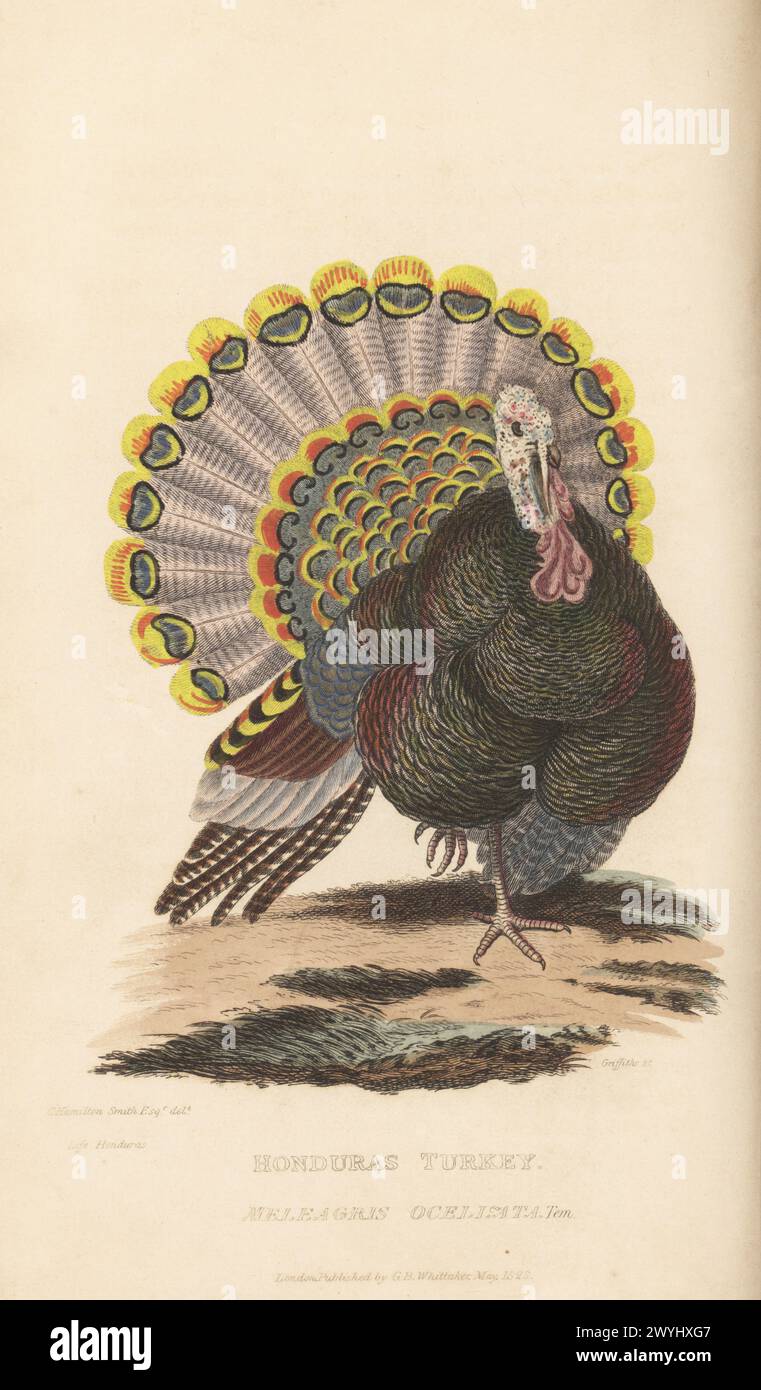 pavo ocelado, Meleagris ocellata, nativo de la Península de Yucatán, México. Honduras turquía, Meleagris ocelisata, TEM. Extraído de la vida en Honduras. Grabado de cobre a mano por Griffith, Harriet o Edward, después de una ilustración de Charles Hamilton Smith de Edward Griffith El Reino Animal por el Barón Cuvier, Londres, Whittaker, 1829. Foto de stock