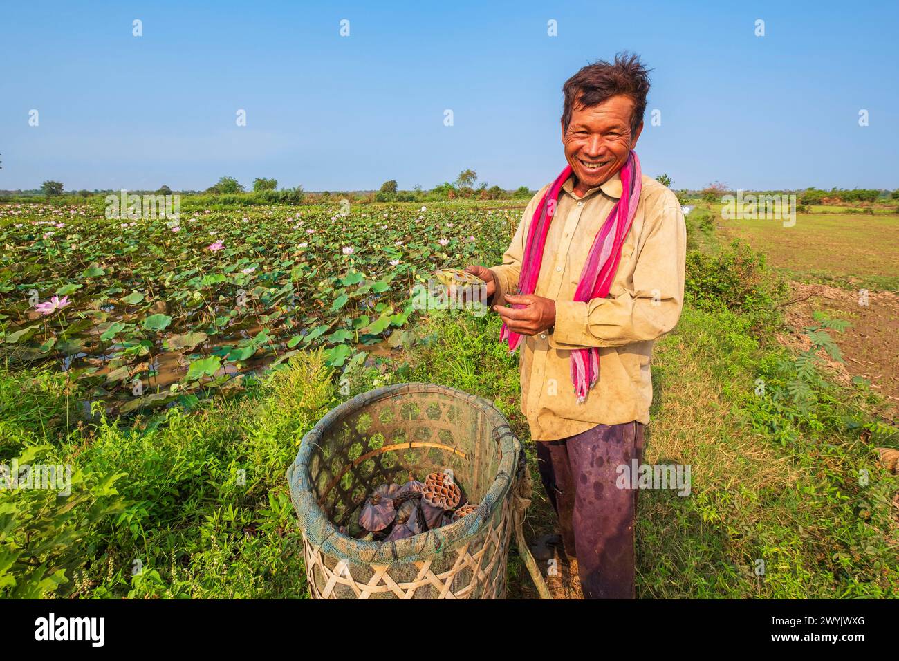 Camboya, Kampong Cham, Cultivo de flores de loto, cosecha de semillas Foto de stock