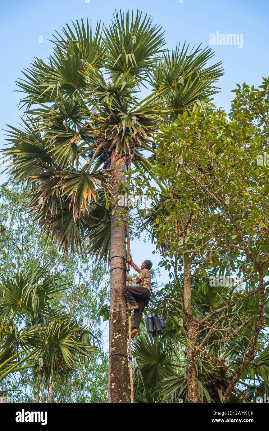 Camboya, provincia de Kampot, alrededores de Kampot, Kampong Kraeng, cosecha de jugo de palma Foto de stock