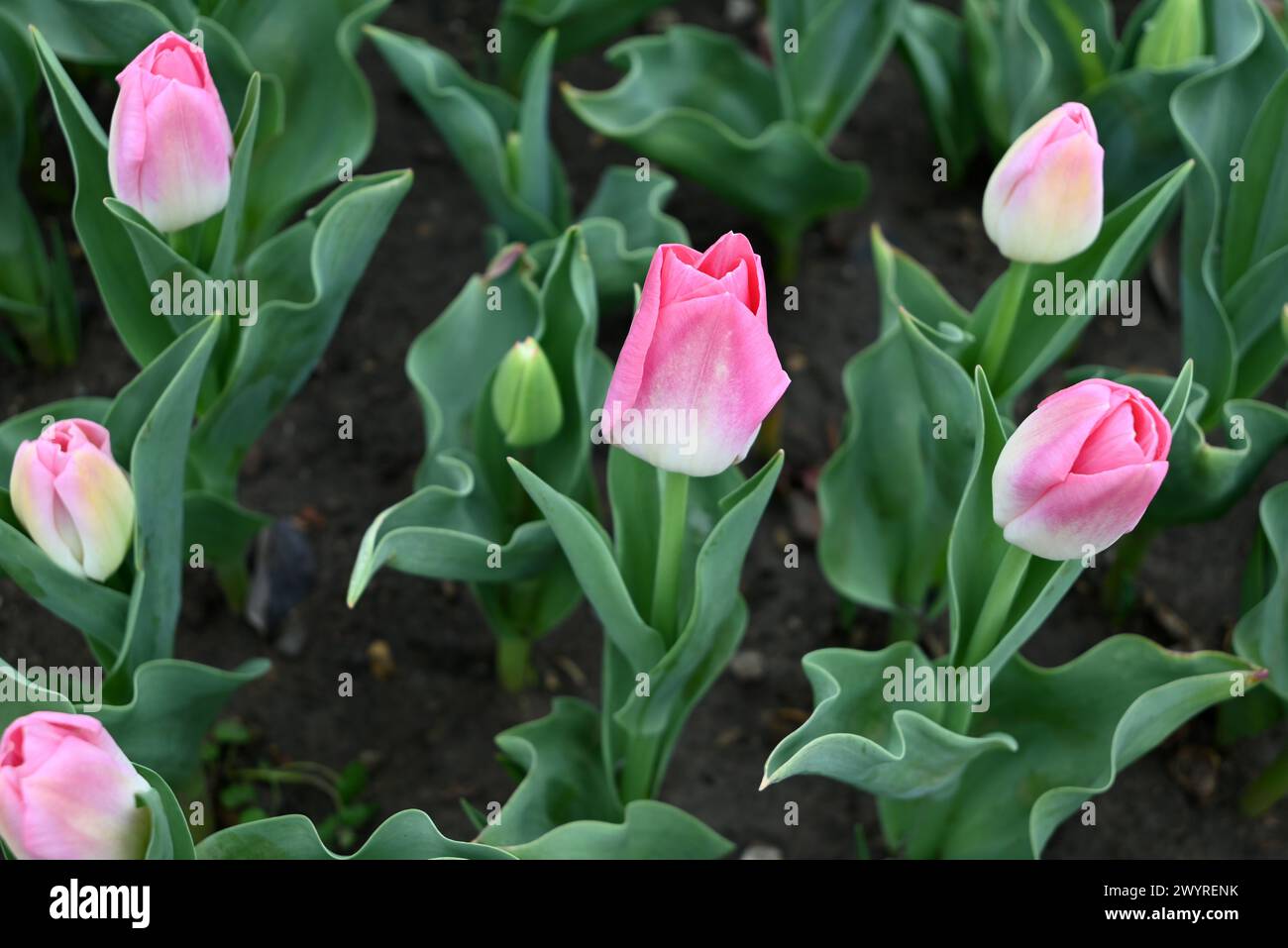 tulipanes rosados y blancos listos para florecer en el jardín en primavera Foto de stock