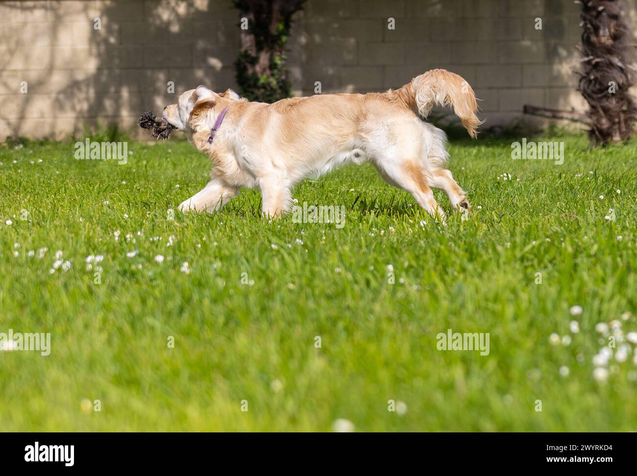 Mi Dexter dorado de 9 meses en plena juventud y felicidad jugando sin fin! Foto de stock