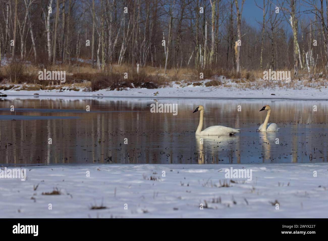 Trompetista cisnes en un día de marcha en el norte de Wisconsin. Foto de stock